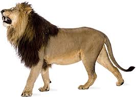 Download free white lion transparent images in your personal projects or share it as a cool sticker on tumblr, whatsapp, facebook messenger, wechat, twitter or in other messaging apps. Download Hd Angry Lion Png Images Download Lion With White Background Transparent Png Image Nicepng Com