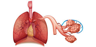 Maybe you would like to learn more about one of these? Respiratory System Asthma Copd Nclex Quiz 30 Proprofs Quiz