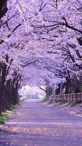 Discover more posts about sakura wallpaper. Best Sakura Iphone Hd Wallpapers Ilikewallpaper