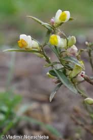 Image result for Polygala gazensis