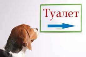 sobaka ishet tualet shenki dressirovka sobak sobaki