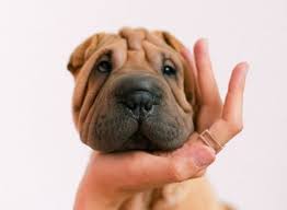So that's why we are sharing the price list of various dog breeds in different price ranges starting with the cheapest ones. Taking Dogs To Spain Pet Passport 2020 Guide