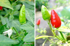 The facing heaven pepper (chinese name: Flower æœå¤©æ¤'cone Pepper Facing Heaven Pepper å­¦å Facebook