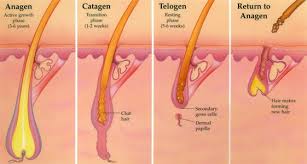 The length and size of hair are depend on the anagen term in its hair cycle. The Life Cycle Of Hair And The Hair Growth Phases