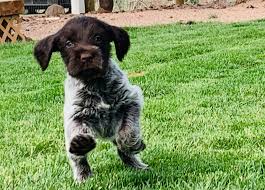 Wirehaired pointing griffon (korthals griffon / griffon d'arrêt à poil dur korthals) dog. Wirehaired Pointing Griffon Riden High Gundogs