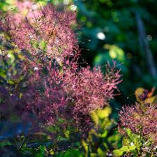 Image result for Cotinus coggygria
