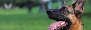 The puppy institute is a leading source for information on dog training techniques, dog training programs, dog training equipment and general dog care. Private Dog Training Classes Chicago Dog Boot Camp Service Il