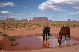 The valley is part of monument valley navajo tribal park, a navajo nation equivalent to a national park. Fotos Pferde Usa Trinkt Wasser Monument Valley Park Utah Zwei Park