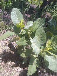 Image result for Wigandia urens