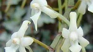 Image result for Ypsilopus erectus