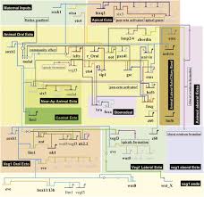 Animal cells are the types of cells that make up most of the tissue cells in animals. The Organelle Of Differentiation In Embryos The Cell State Splitter Theoretical Biology And Medical Modelling Full Text
