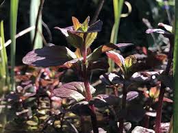 Image result for Mentha aquatica