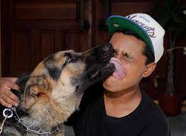 Why Does My Chihuahua Puppy Insist On Licking Me At Bedtime