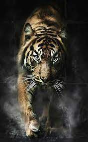 nice to meet you photos tiger pictures tiger images tiger wallpaper