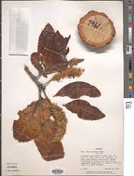 Image result for Faurea rochetiana