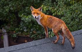 Rare orange and black fox. Red Fox Coat Colour Wildlife Online