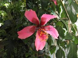 Pruning a healthy hibiscus bush will encourage growth and tell the plant to grow more branches, thus producing more flowers. H
