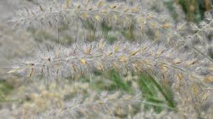 Image result for Cenchrus