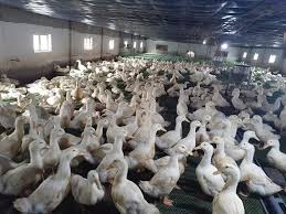 Công an huyện châu thành, trà vinh, chiều 10/8, cho biết đang làm rõ vụ nhóm thanh niên cướp 18 con vịt của người đàn ông ở xã. Gia Gia Cáº§m Hom Nay 31 7 Gia Vá»‹t Cáº§m Chá»«ng Gia Ga Miá»n Báº¯c Rá»›t Tháº£m