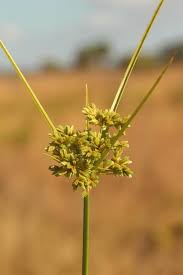 Image result for Thesium equisetoides