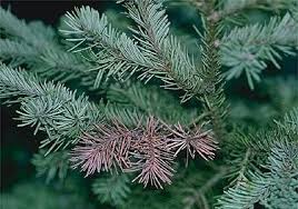 Maybe you would like to learn more about one of these? What S Wrong With My Colorado Blue Spruce Tree University Of Maryland Extension