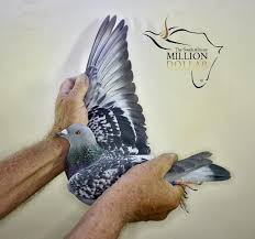 2020 Sa Million Dollar Race Pigeon In 31st Place A Grandchild Of Christine Kromme X Dogter Golden Eye 47th A Grandchild Of Halfsister Kromme Bertus Nel Pigeons Looking for samdpr popular content, reviews and catchy facts? 2020 sa million dollar race pigeon in