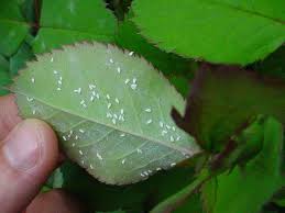 Aparte de los tratamientos químicos habituales para otras plantas que pueden. Plagas Comunes En El Cultivo De La Marihuana La Mosca Blanca