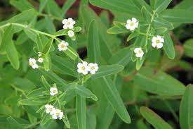 Image result for Euphorbia pseudopetiolata