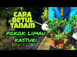 Boleh tanam dalam pasu saja. Download Cara Betul Tanam Pokok Limau Kasturi Mp3 Savethealbum