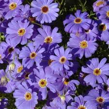 Image result for Fuirena ecklonii