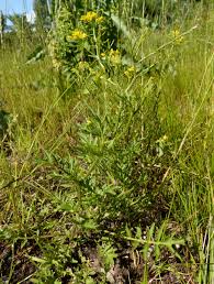 Image result for Rorippa nudiuscula