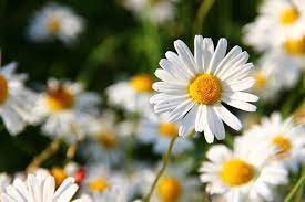 We did not find results for: Bunga Aster Kembaran Krisan Dengan Ragam Warna Menawan