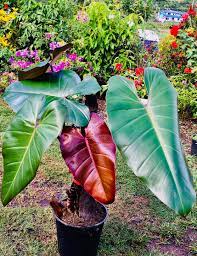 Find help & information on philodendron erubescens blushing philodendron from the rhs. Blushing Philodendron Philodendron Anjula S Flowers Facebook