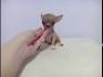 Chihuahua Puppies ~ AKC Micro Teacup Puppies For Sale