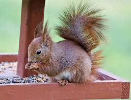 Even if a squirrel reaches their arms through, they won't be able to reach the food. Best Squirrel Proof Bird Feeder How I Get Rid Of