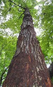 Pin By My Idle Curiosity On Treemendous American Chestnut Chestnut Trees Tree