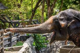 Are you a uk zoo? 10 Most Popular Zoos In Uk By Number Of Visitors