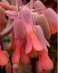 Succulent with red bell flowers. The Best And Prettiest Succulents To Know And Grow