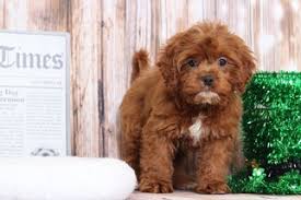 This can give you a good idea of what size to expect as. View Ad Golden Retriever Poodle Toy Mix Puppy For Sale Near Maryland Bel Air Usa Adn 69497