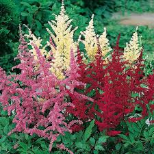 Invia questo fiori bianchi da internetflorist. Astilbe In Mix Bulbi Fantasia A Fioritura Primaverile Ed Estiva Meilland