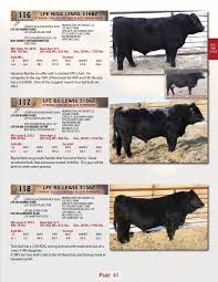 Welcome And Black Simmental Bulls By Lewis Farms Issuu