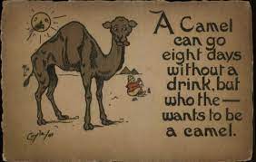 Regardless, they can go weeks without drinking water, longer than even camels, which is just as well because they have to bend a long way down to get a drink i'm quite sceptical about the statement you made about a giraffe not drinking for weeks. Coyle Camel Can Go 8 Days Without A Drink Alcohol Theme Postcard C1910 Hippostcard