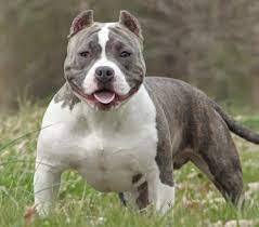 All copy of ours vids will receive copyright striketoutes copies recevront une plainte pour copyrightcezar under 14 months want his ballno aggressivity. 9 Things You Should Know About The American Bully Animalso