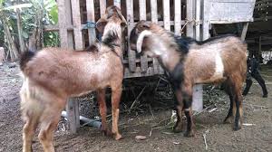 Ini merupakan cara pembuatan di mana mebutuhkan beragam bahan organik lain selain hanya menggunakan kotoran kambing tersebut. Cara Budidaya Kambing Jawa Yang Mudah Dan Efektif