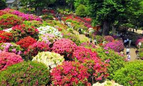 Pengelompokan Tanaman Hias By Garden Center