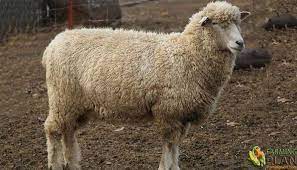 Get latest info on rambouillet sheep, rambouillet merino, french merino, suppliers, manufacturers, wholesalers, traders, wholesale suppliers with rambouillet sheep prices for buying. Rambouillet Sheep Wiki Fandom