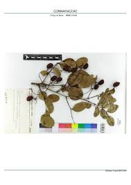 Image result for Connaraceae