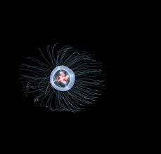 The product was received in a good condition. Can A Jellyfish Unlock The Secret Of Immortality The New York Times