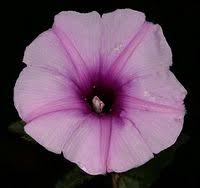 Image result for Ipomoea transvaalensis
