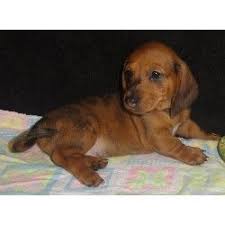 Owner/ handler working a focus command. Dachshund Puppies And Dogs For Sale And Adoption In Maryland Freedoglistings Dachshund Puppies Puppy Adoption Doxie Puppies